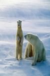 pic for Polar Bears 